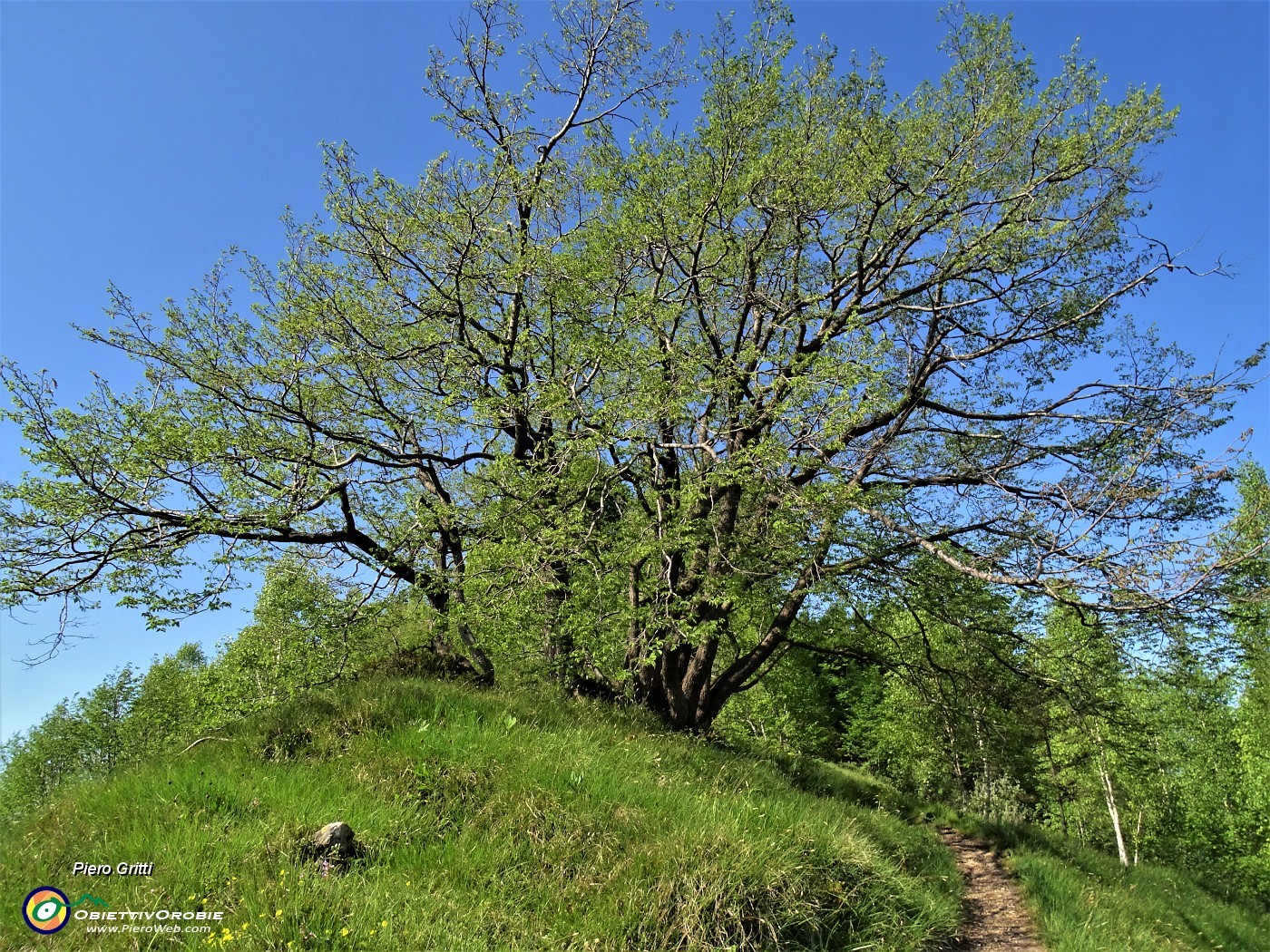 32 Bella pianta in rinverdimento.JPG